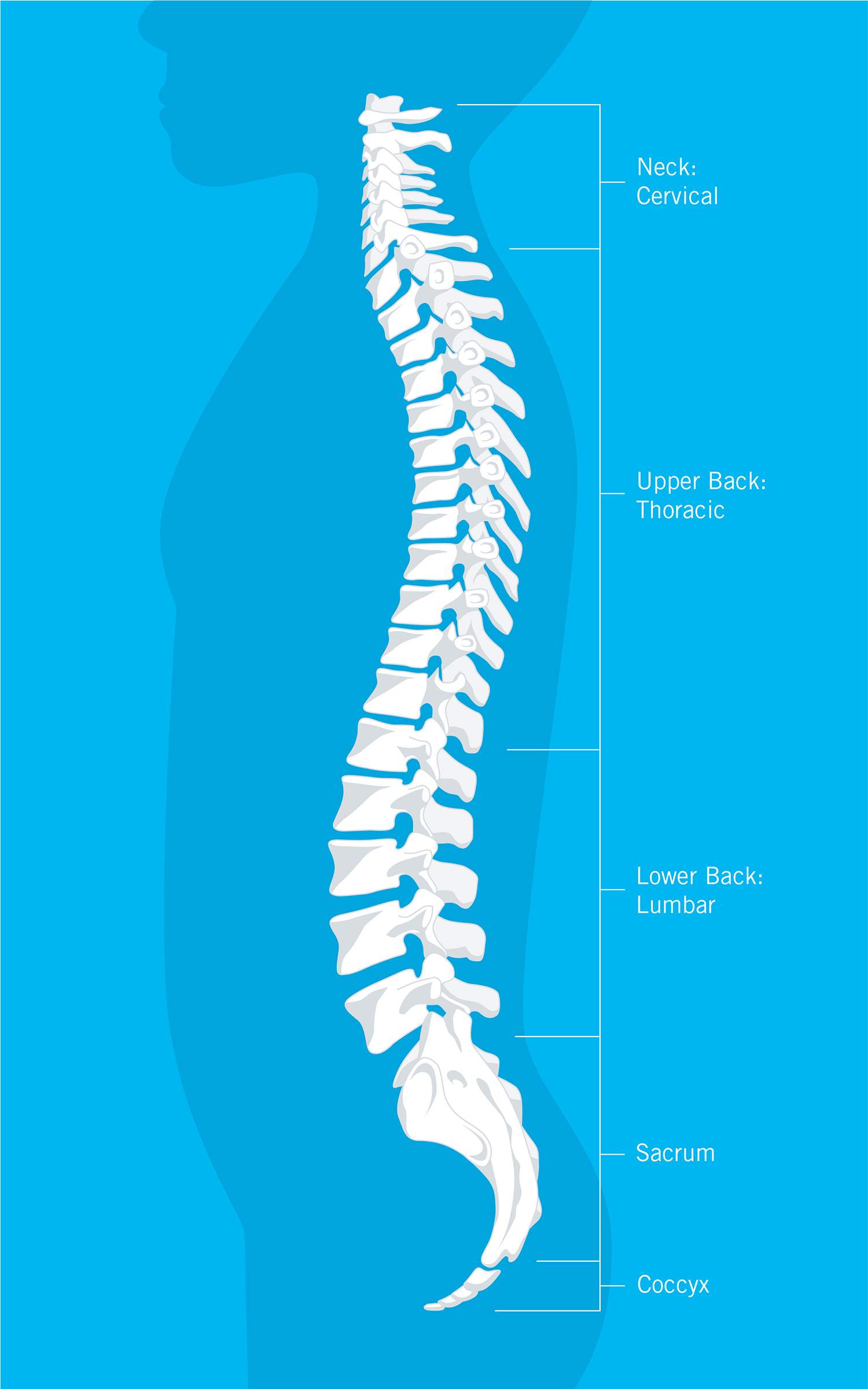 Graphic depicting the human spine