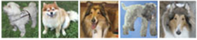 Pet therapy dogs.